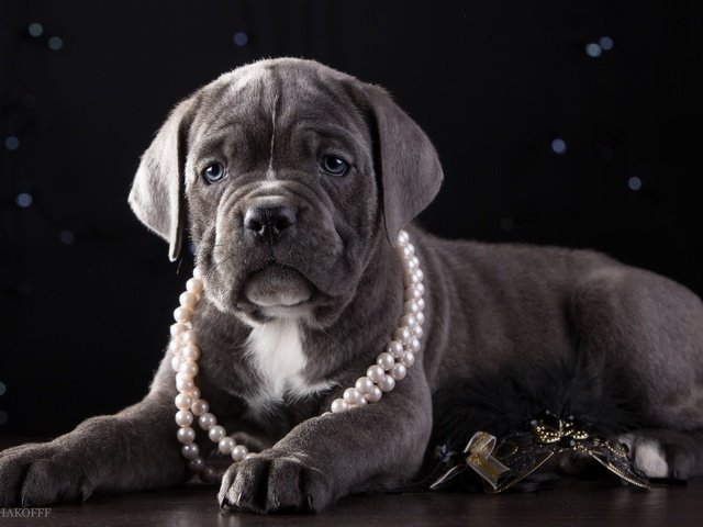 Обои щенок, ожерелье, красавец, кане-корсо, puppy, necklace, handsome, cane corso разрешение 3300x2090 Загрузить