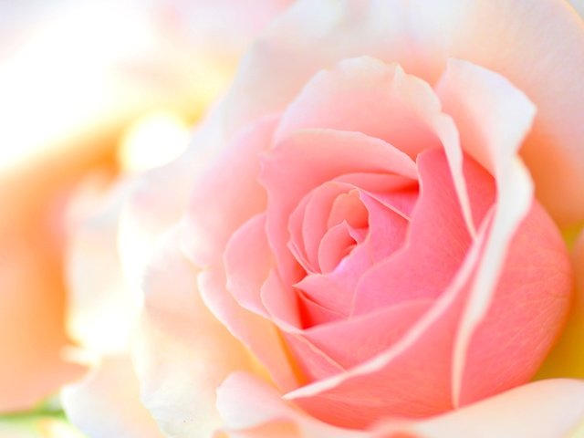 Обои макро, роза, лепестки, персиковый, macro, rose, petals, peach разрешение 2048x1356 Загрузить