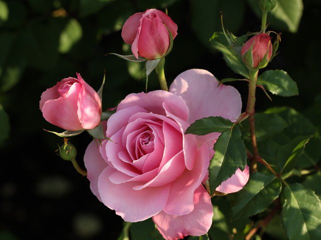 Обои бутоны, роза, куст, buds, rose, bush разрешение 2048x1365 Загрузить