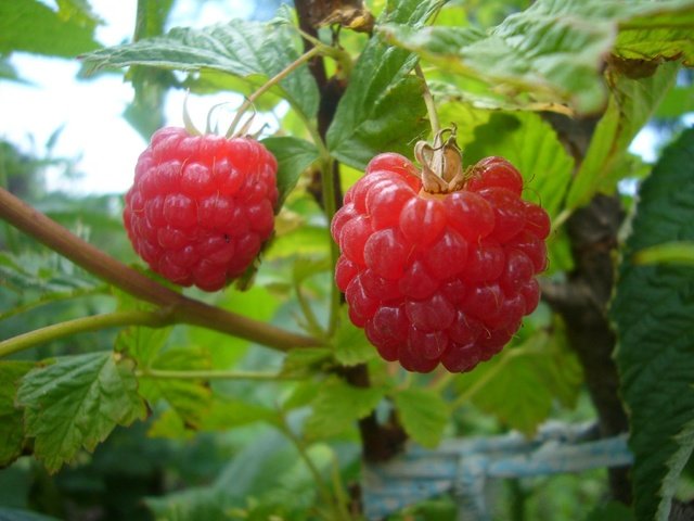 Обои листья, малина, лето, ягоды, куст, leaves, raspberry, summer, berries, bush разрешение 2048x1536 Загрузить