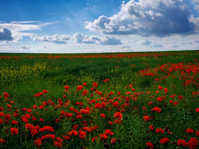 Обои небо, цветы, поле, горизонт, маки, маковое поле, the sky, flowers, field, horizon, maki, poppy field разрешение 2048x1365 Загрузить