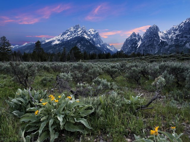 Обои цветы, горы, поле, flowers, mountains, field разрешение 2560x1756 Загрузить