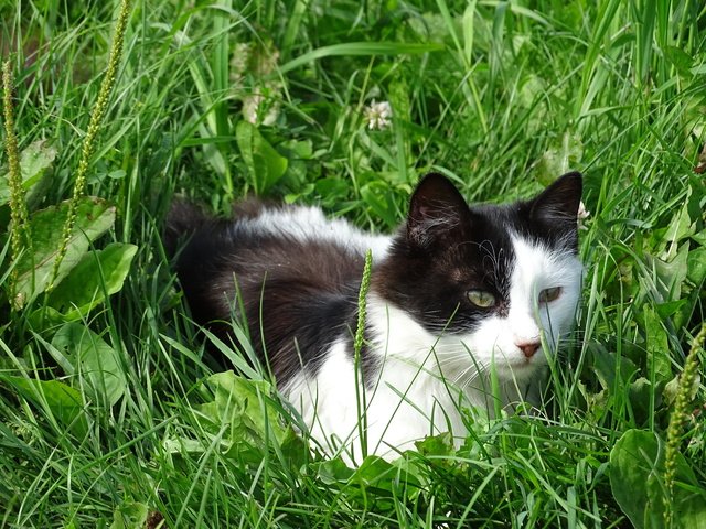 Обои трава, кошка, взгляд, уши, пёстрая, grass, cat, look, ears, motley разрешение 5184x3888 Загрузить