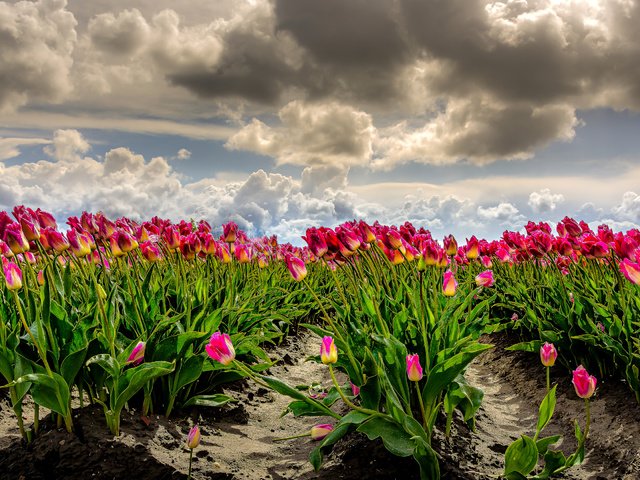Обои небо, облака, поле, тюльпаны, ветер, фотошоп, много, нидерланды, the sky, clouds, field, tulips, the wind, photoshop, a lot, netherlands разрешение 2960x1680 Загрузить