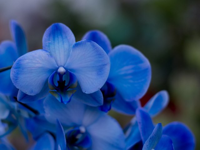 Обои соцветия, экзотика, орхидеи, inflorescence, exotic, orchids разрешение 2048x1365 Загрузить