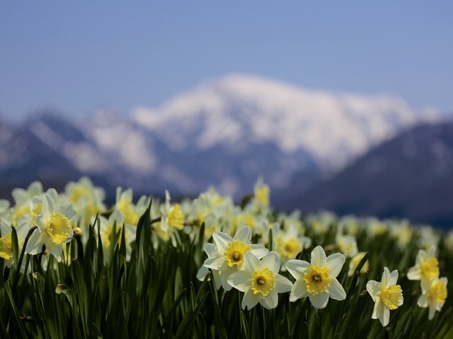 Обои цветы, горы, природа, фокус камеры, размытость, весна, нарциссы, flowers, mountains, nature, the focus of the camera, blur, spring, daffodils разрешение 2048x1365 Загрузить