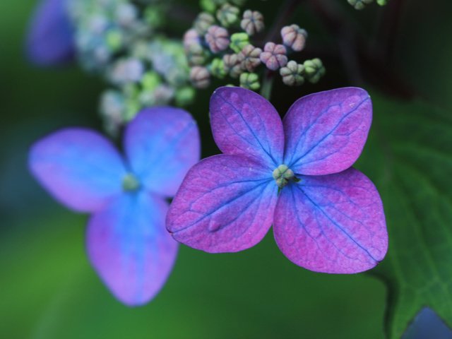 Обои макро, лепестки, цветки, боке, гортензия, macro, petals, flowers, bokeh, hydrangea разрешение 2048x1365 Загрузить