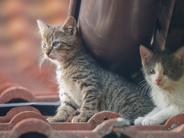 Обои парочка, кошки, малыши, котята, a couple, cats, kids, kittens разрешение 2048x1280 Загрузить