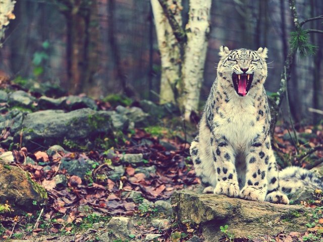 Обои кот, сидит, мама, снежный барс, ирбис, looking, rock download, cat, sitting, mom, snow leopard, irbis разрешение 2200x1467 Загрузить