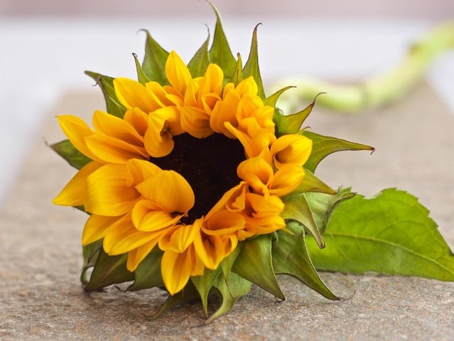 Обои цветок, лежит, подсолнух, размытость, flower, lies, sunflower, blur разрешение 1920x1200 Загрузить
