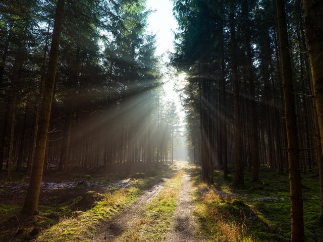 Обои дорога, деревья, лес, солнечный свет, road, trees, forest, sunlight разрешение 2048x1365 Загрузить