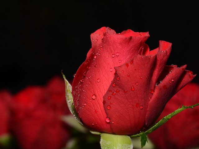 Обои макро, фон, капли, роза, красная, бутон, боке, macro, background, drops, rose, red, bud, bokeh разрешение 2000x1333 Загрузить