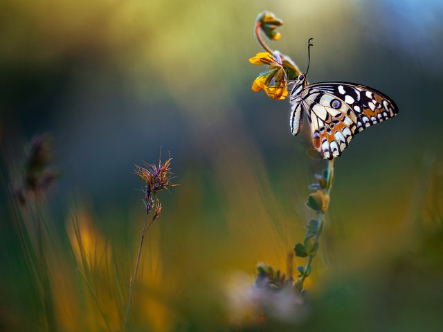 Обои цветы, макро, фон, лето, бабочка, луг, flowers, macro, background, summer, butterfly, meadow разрешение 2048x1152 Загрузить