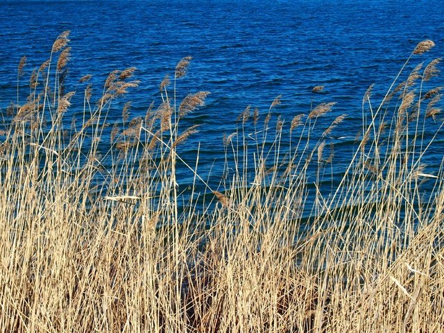 Обои трава, вода, природа, макро, колоски, голубая, сухая, grass, water, nature, macro, spikelets, blue, dry разрешение 4032x2272 Загрузить