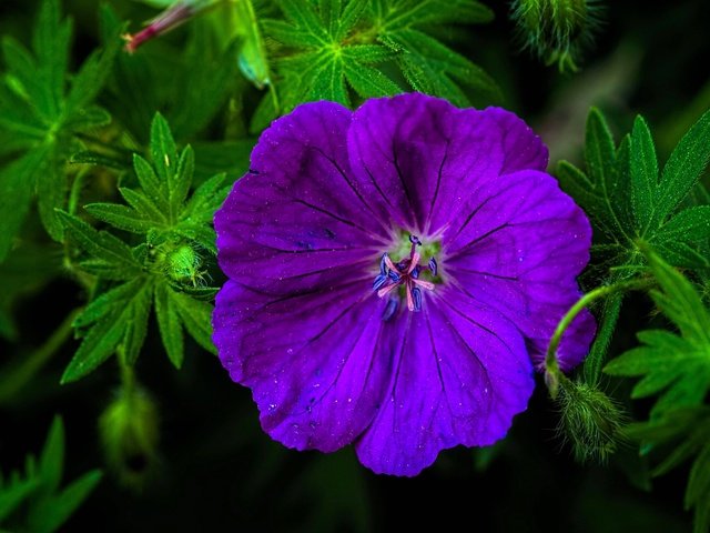 Обои макро, цветок, лепестки, герань, журавельник, гераниум, macro, flower, petals, geranium, cranesbill разрешение 2048x1437 Загрузить