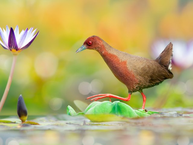 Обои вода, цветок, птица, переход, водяная лилия, красноногий погоныш, water, flower, bird, the transition, water lily, red-legged pagonis разрешение 2048x1371 Загрузить