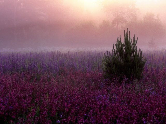 Обои цветы, елка, туман, поляна, розовые, дымка, фиолетовые, сиреневые, flowers, tree, fog, glade, pink, haze, purple, lilac разрешение 2048x1536 Загрузить