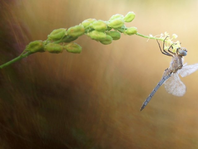 Обои природа, макро, насекомое, размытость, стрекоза, растение, стебелёк, nature, macro, insect, blur, dragonfly, plant, stem разрешение 2880x1620 Загрузить