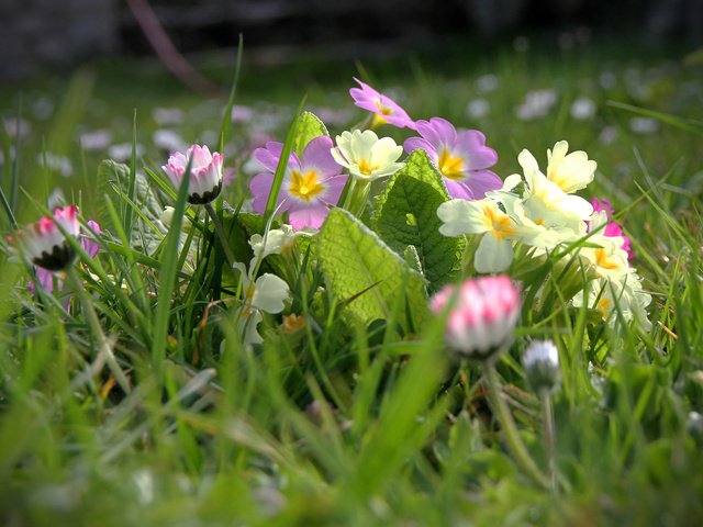 Обои цветы, трава, размытость, примула, маргаритки, flowers, grass, blur, primula, daisy разрешение 1920x1200 Загрузить