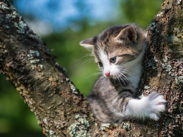 Обои кошка, котенок, малыш, на дереве, cat, kitty, baby, on the tree разрешение 2048x1280 Загрузить