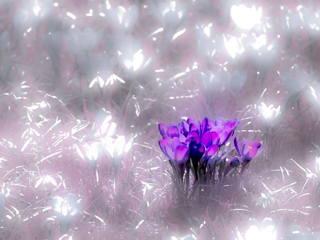 Обои цветы, природа, фон, крокусы, flowers, nature, background, crocuses разрешение 6000x3375 Загрузить