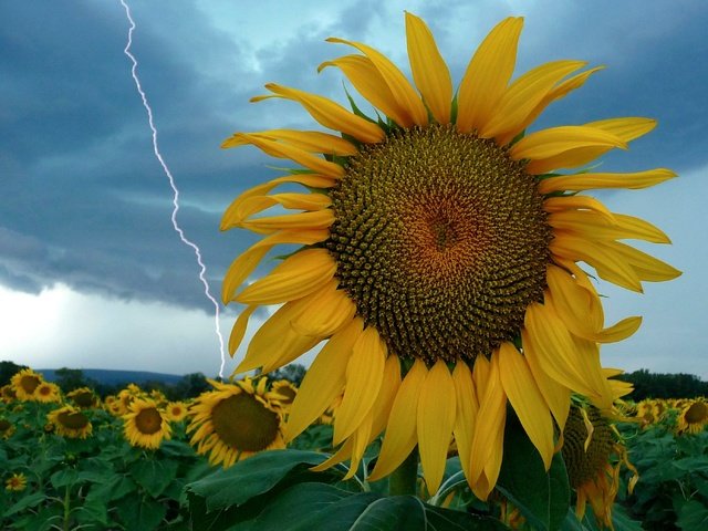 Обои небо, цветы, молния, поле, подсолнух, the sky, flowers, lightning, field, sunflower разрешение 2784x2088 Загрузить