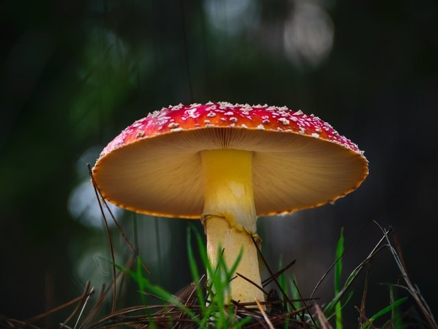 Обои природа, грибы, гриб, мухомор, nature, mushrooms, mushroom разрешение 1920x1200 Загрузить