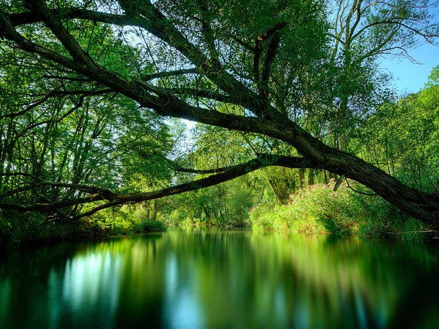 Обои река, дерево, зелень, лето, river, tree, greens, summer разрешение 1920x1080 Загрузить