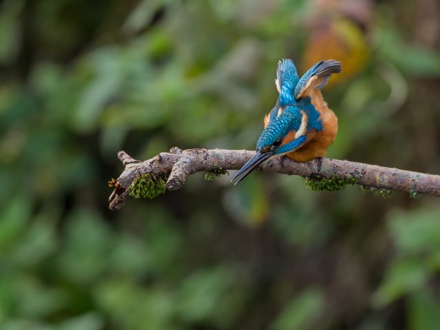 Обои птица, зимородок, bird, kingfisher разрешение 2048x1365 Загрузить