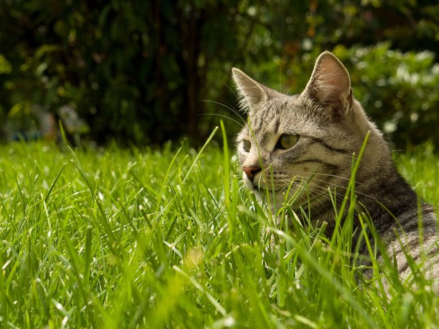Обои трава, природа, кот, кошка, grass, nature, cat разрешение 1920x1200 Загрузить