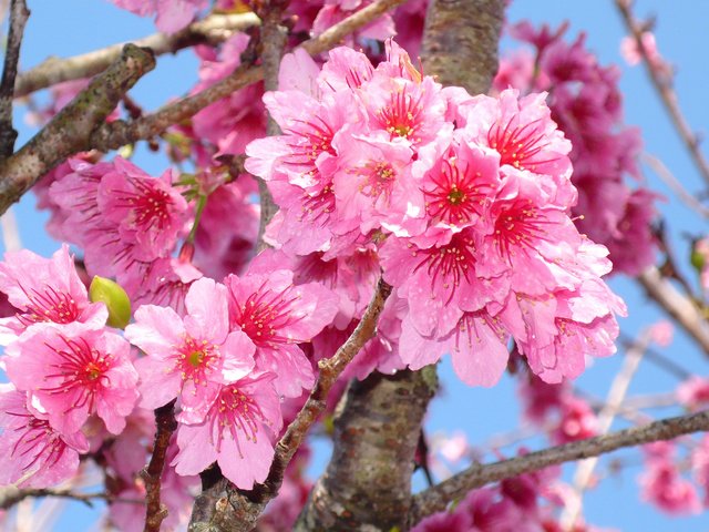 Обои цветение, макро, ветки, весна, сакура, blossom, весенние, flowering trees, flowering, macro, branches, spring, sakura разрешение 3072x1728 Загрузить