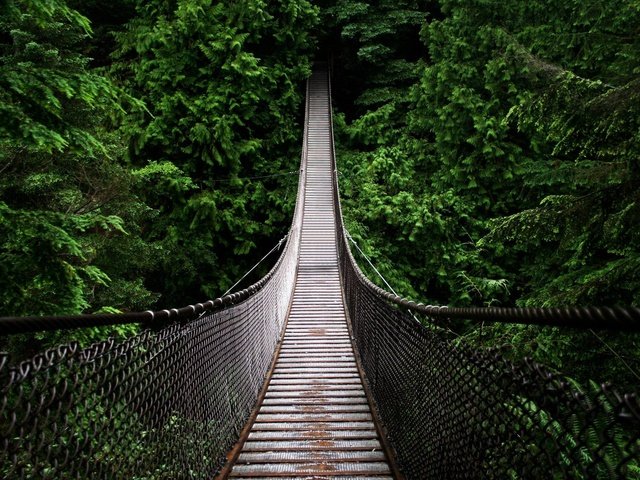 Обои деревья, природа, лес, мост, подвесной мост, trees, nature, forest, bridge, suspension bridge разрешение 2560x1440 Загрузить