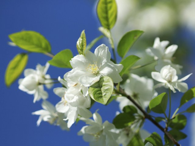 Обои ветка, природа, цветение, макро, весна, яблоня, цветки, боке, branch, nature, flowering, macro, spring, apple, flowers, bokeh разрешение 2048x1365 Загрузить