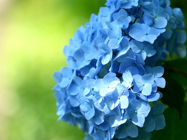 Обои цветы, макро, голубые, соцветие, гортензия, flowers, macro, blue, inflorescence, hydrangea разрешение 2048x1365 Загрузить