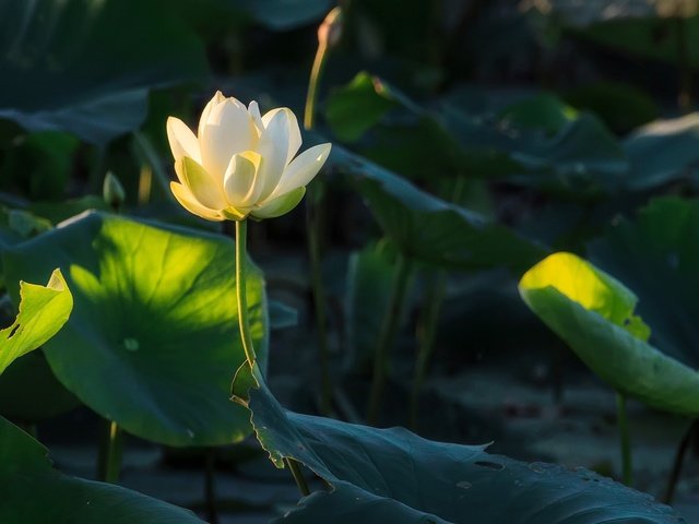 Обои цветы, природа, растения, листья, лотос, боке, flowers, nature, plants, leaves, lotus, bokeh разрешение 2560x1600 Загрузить