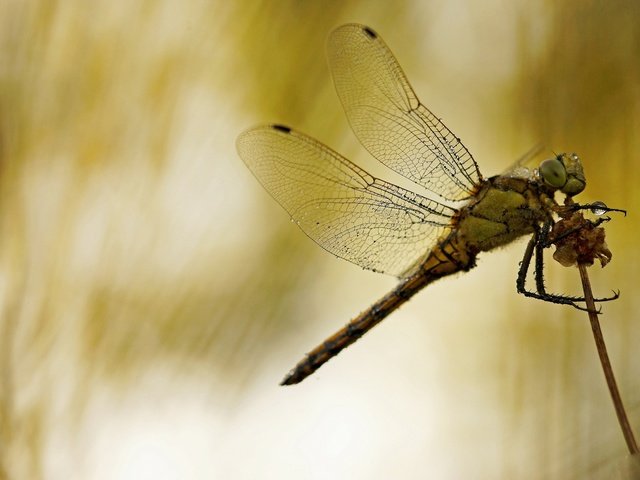 Обои макро, насекомое, фон, крылья, стрекоза, стебелёк, macro, insect, background, wings, dragonfly, stem разрешение 2880x1620 Загрузить