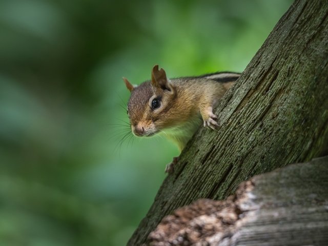 Обои бревно, боке, бурундук, грызун, log, bokeh, chipmunk, rodent разрешение 1920x1200 Загрузить