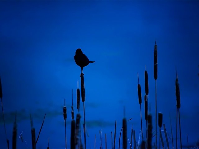 Обои ночь, птица, силуэт, камыши, night, bird, silhouette, the reeds разрешение 1920x1279 Загрузить