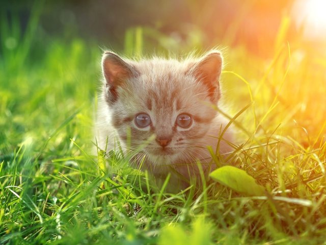 Обои глаза, трава, кот, кошка, взгляд, котенок, eyes, grass, cat, look, kitty разрешение 1920x1200 Загрузить