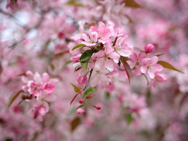 Обои дерево, цветение, весна, розовый, tree, flowering, spring, pink разрешение 2048x1363 Загрузить