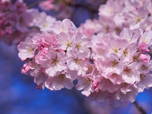 Обои дерево, весна, розовый, вишня, сакура, tree, spring, pink, cherry, sakura разрешение 2400x1523 Загрузить