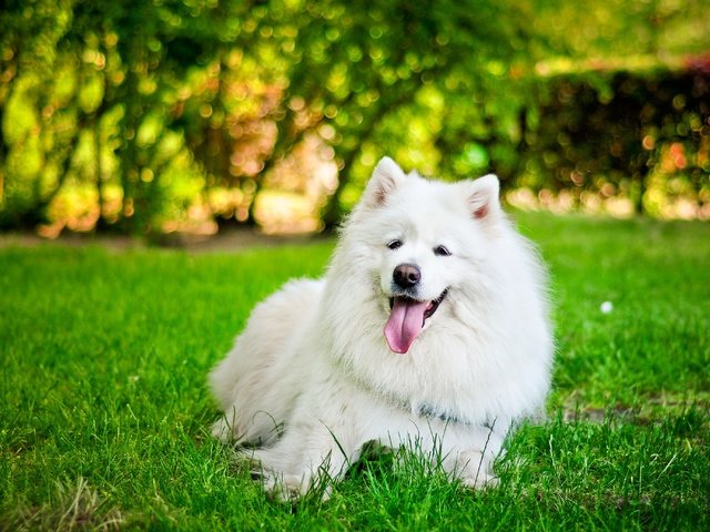 Обои трава, собака, язык, белая, самоед, grass, dog, language, white, samoyed разрешение 3216x2072 Загрузить