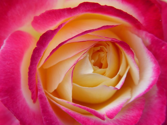 Обои макро, роза, лепестки, бутон, macro, rose, petals, bud разрешение 4000x3000 Загрузить