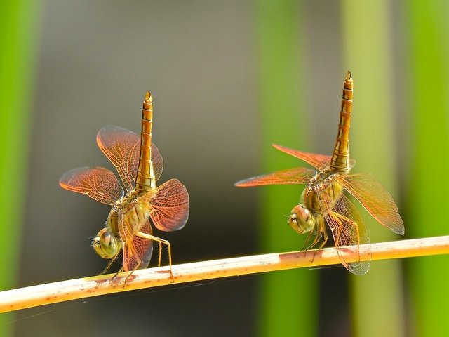 Обои макро, насекомые, танец, парочка, дуэт, стрекозы, macro, insects, dance, a couple, duo, dragonflies разрешение 2048x1288 Загрузить