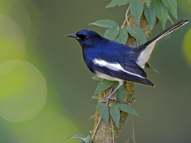 Обои ветка, птица, сорочий шама-дрозд, сорочья славка, branch, bird, magpie shama, thrush, magpie warbler разрешение 2048x1364 Загрузить