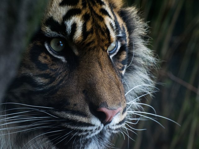 Обои тигр, глаза, морда, взгляд, хищник, суматранский тигр, tiger, eyes, face, look, predator, sumatran tiger разрешение 2048x1365 Загрузить