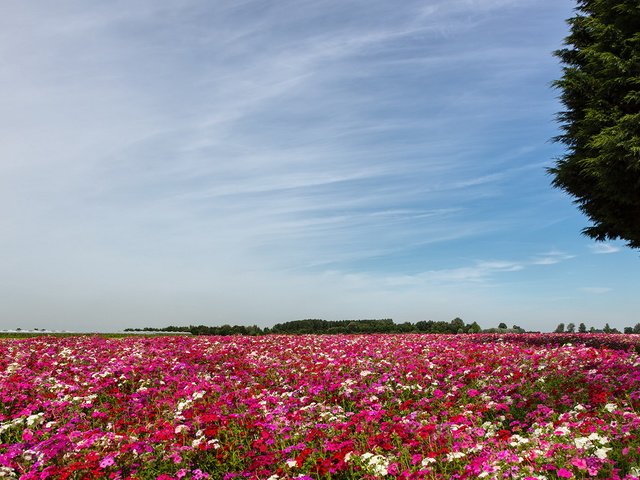 Обои цветы, пейзаж, поле, flowers, landscape, field разрешение 1920x1080 Загрузить