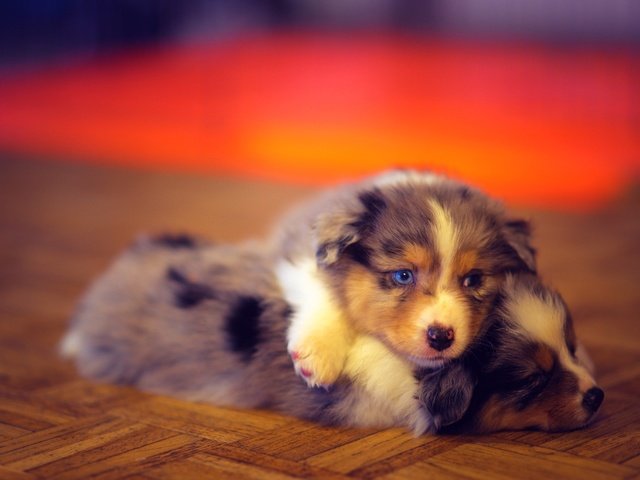 Обои фон, щенки, друзья, собаки, австралийская овчарка, background, puppies, friends, dogs, australian shepherd разрешение 2560x1707 Загрузить