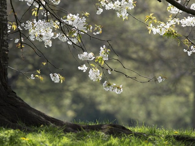 Обои природа, дерево, весна, nature, tree, spring разрешение 2047x1260 Загрузить