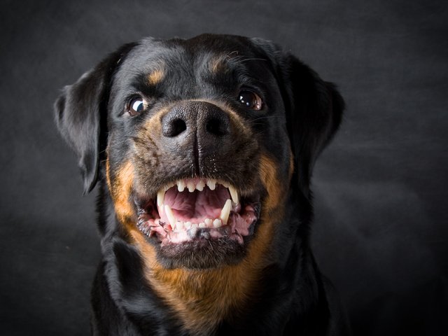 Обои собака, оскал, ротвейлер, dog, grin, rottweiler разрешение 2910x2219 Загрузить